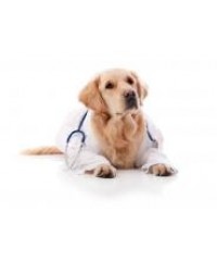 Շան եվ կատվի դեղեր, վիտամիններ