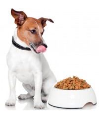 Շների չոր կերեր