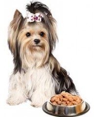 Շան թաց կերեր