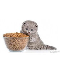 Կատվի չոր կերեր